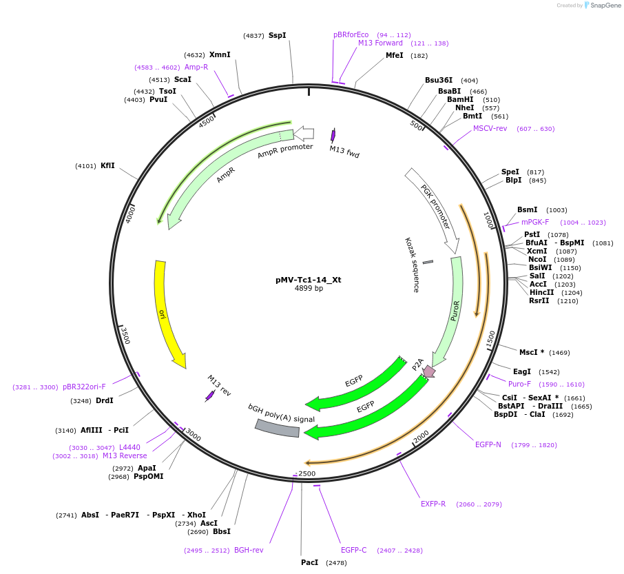 217277-plasmid-map-sequence-id-442489