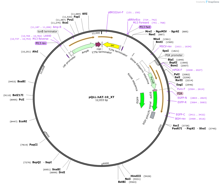 217273-plasmid-map-sequence-id-442490