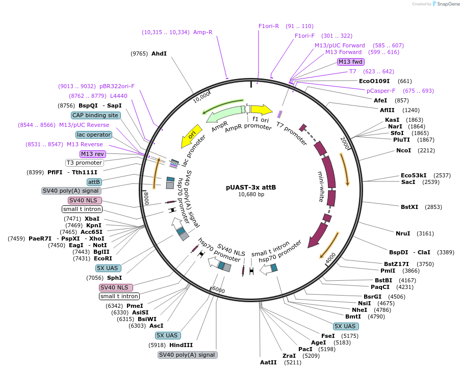 220329-plasmid-map-sequence-id-442491
