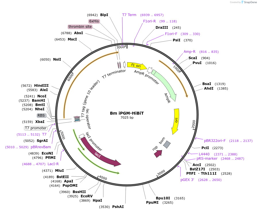 218483-plasmid-map-sequence-id-442507