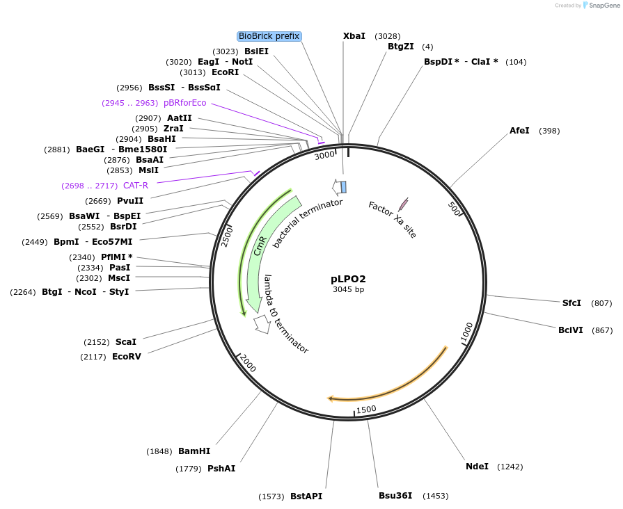 209976-plasmid-map-sequence-id-442537