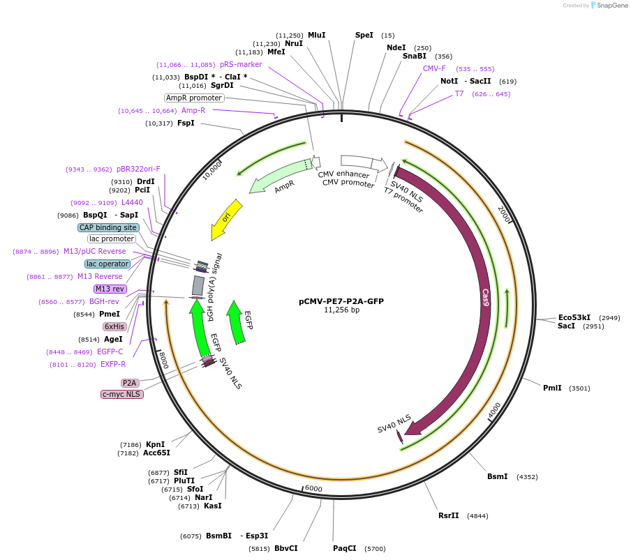 222996-plasmid-map-sequence-id-442553