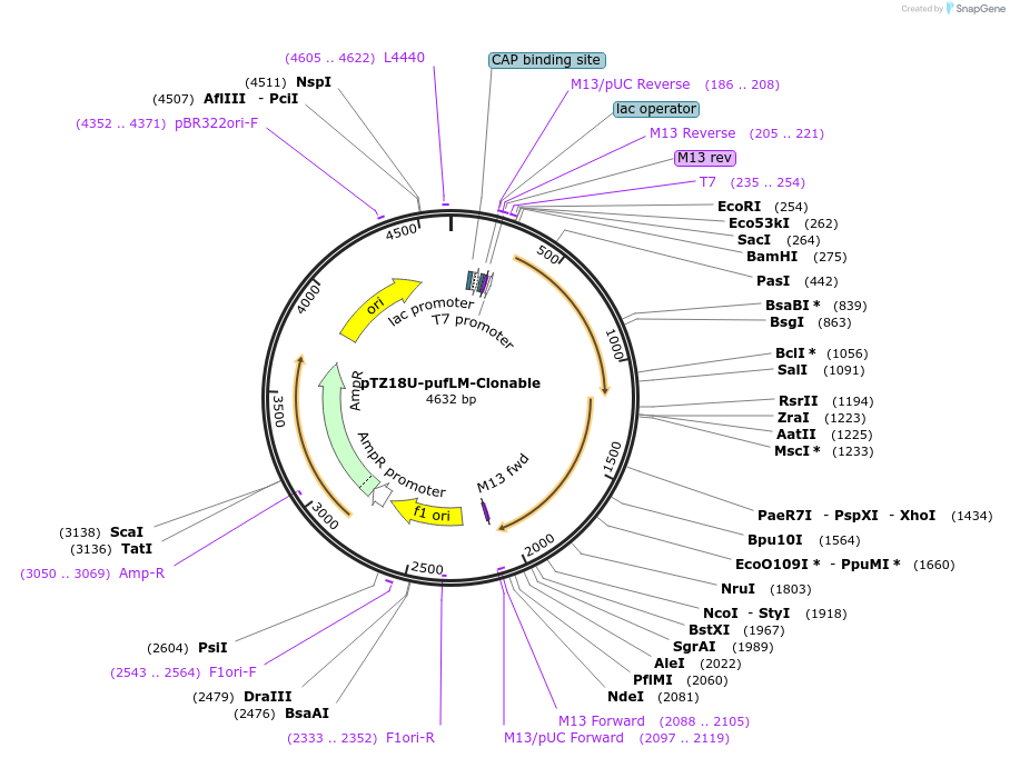 222743-plasmid-map-sequence-id-442563