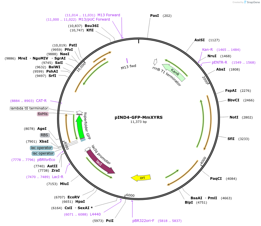 222745-plasmid-map-sequence-id-442565