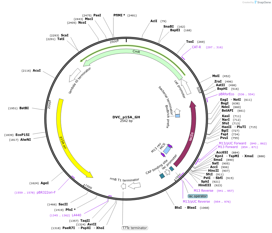 217591-plasmid-map-sequence-id-442566