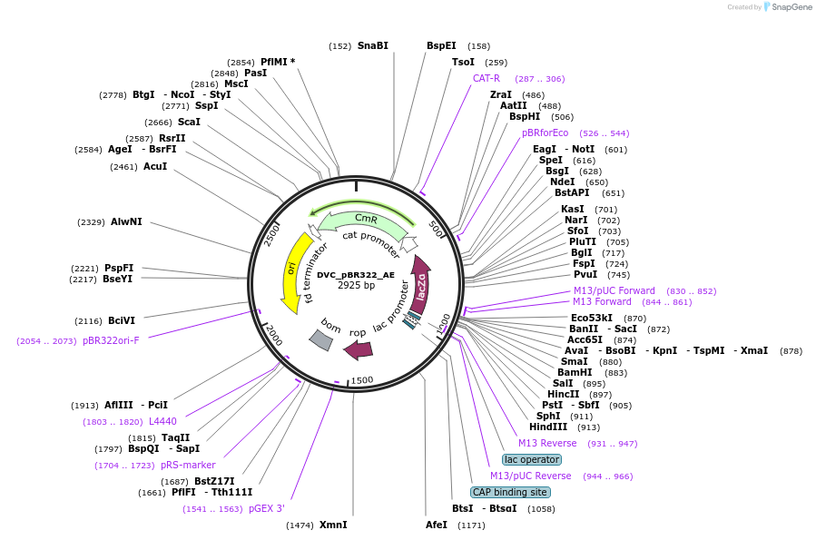 217597-plasmid-map-sequence-id-442569