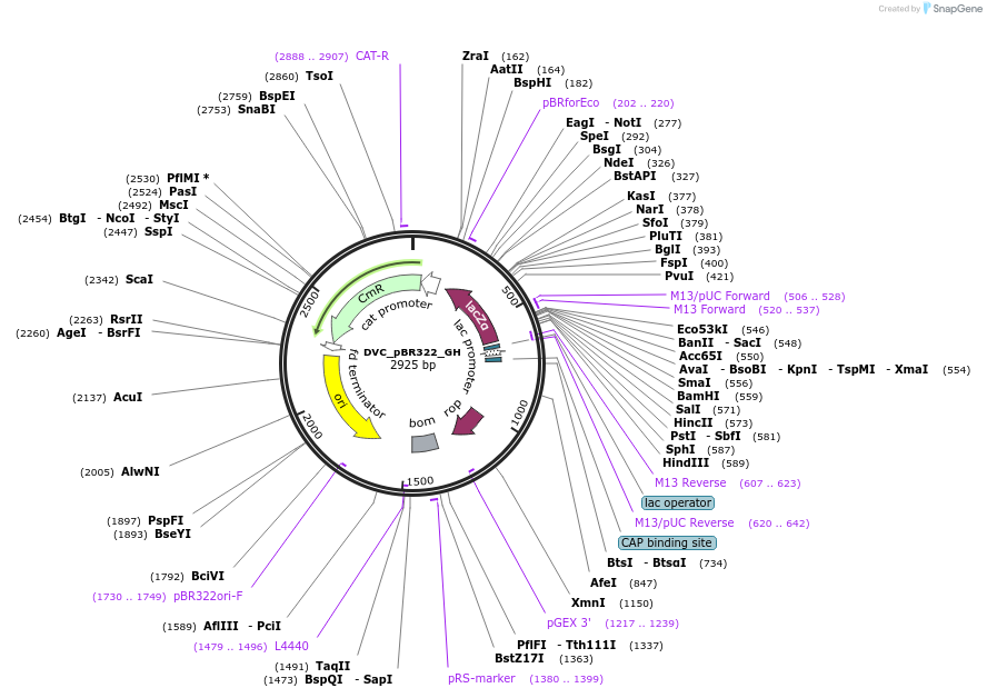 217601-plasmid-map-sequence-id-442570
