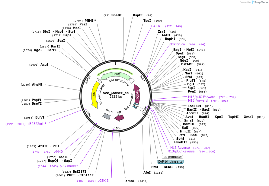 217600-plasmid-map-sequence-id-442571