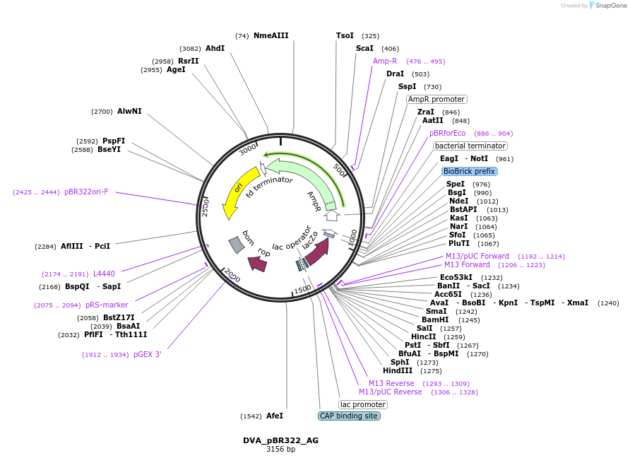 217607-plasmid-map-sequence-id-442574