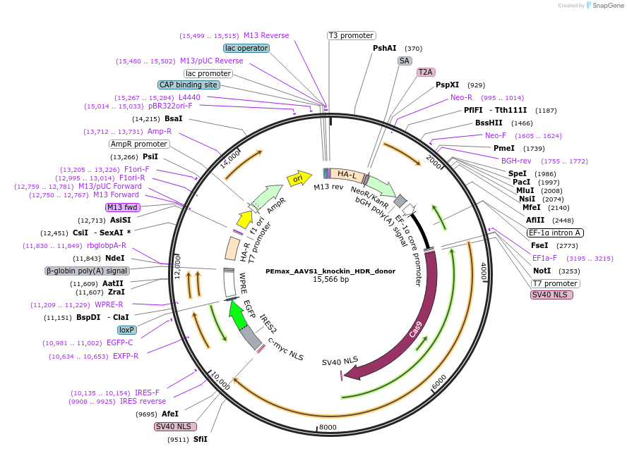 223000-plasmid-map-sequence-id-442575