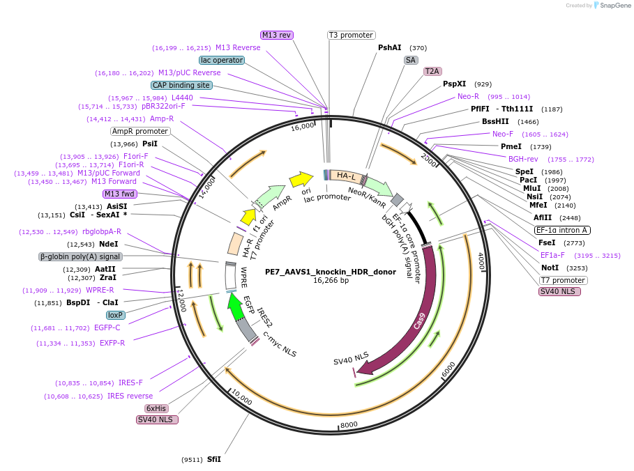 223001-plasmid-map-sequence-id-442579