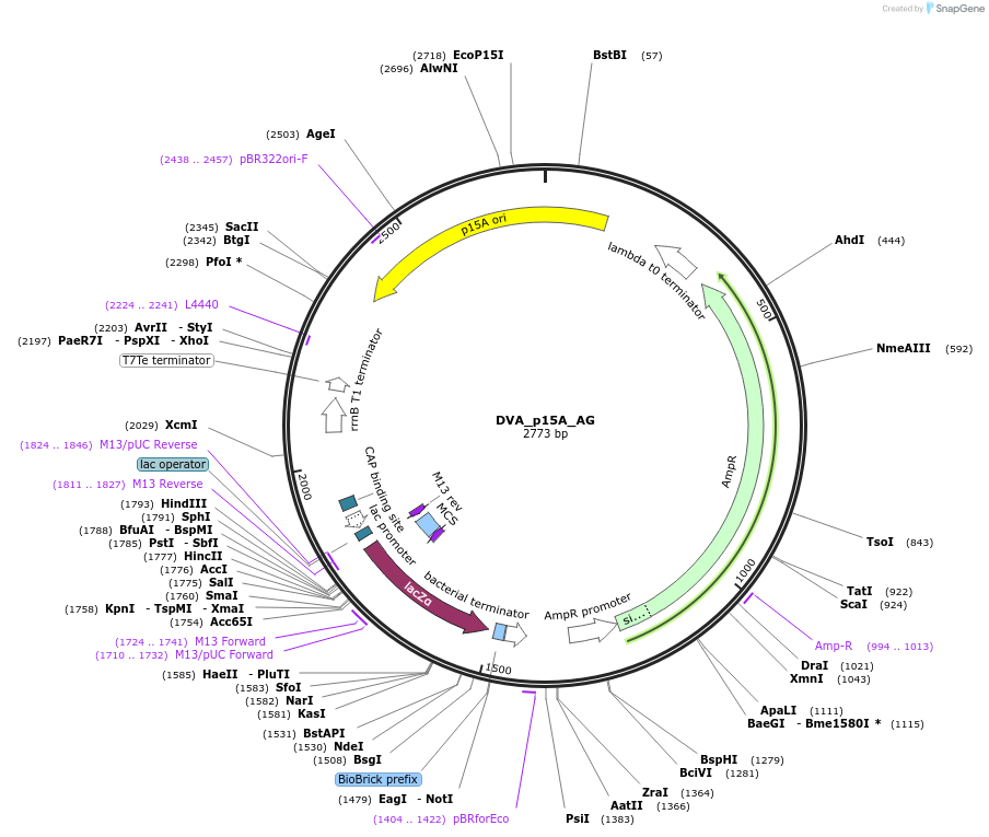 217603-plasmid-map-sequence-id-442585