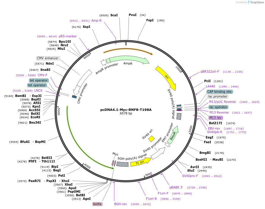 221680-plasmid-map-sequence-id-442598