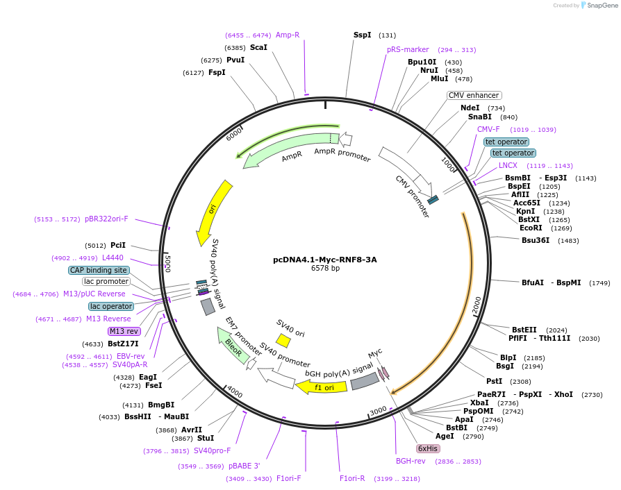 221681-plasmid-map-sequence-id-442599