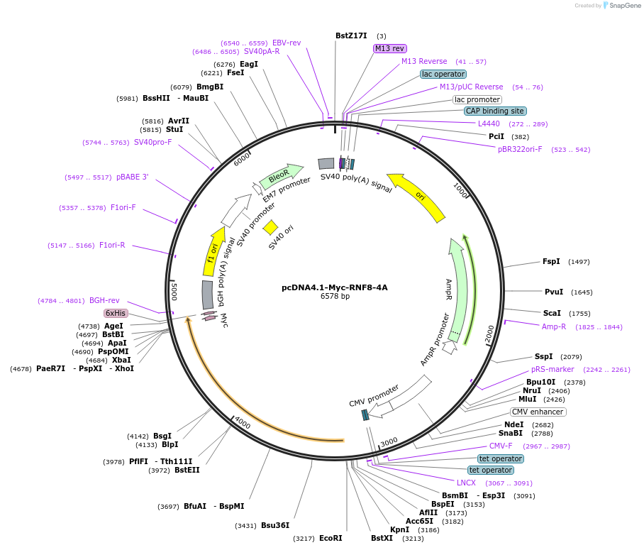 221682-plasmid-map-sequence-id-442601