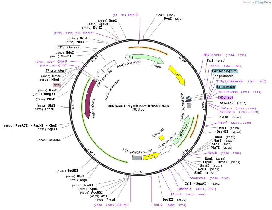 221684-plasmid-map-sequence-id-442602