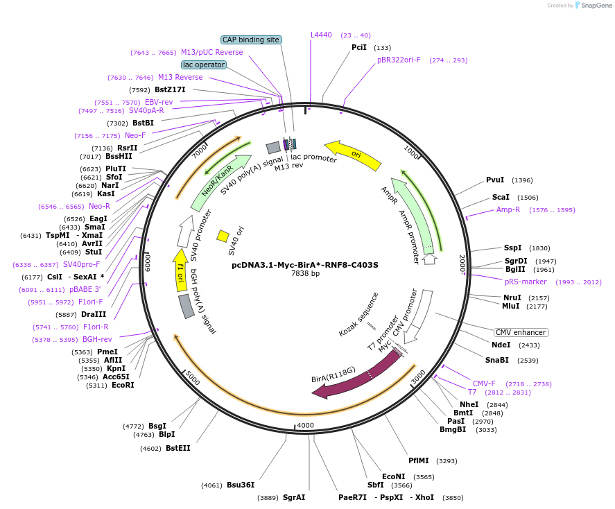 221685-plasmid-map-sequence-id-442605
