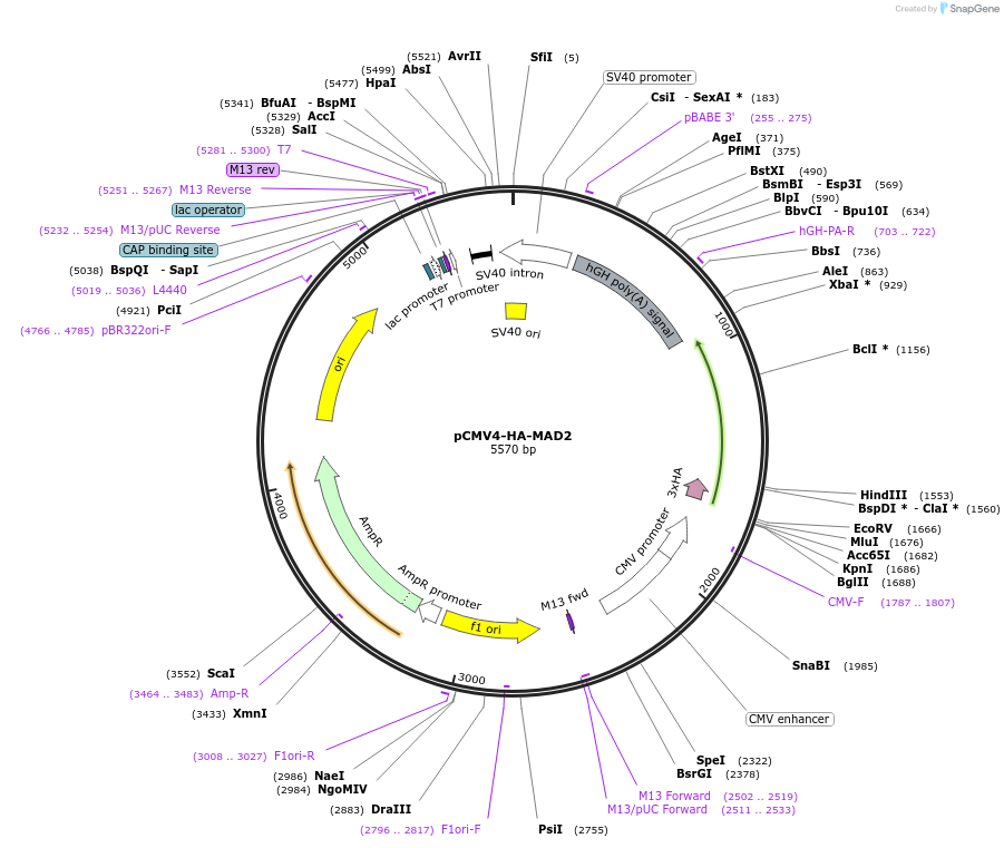 221696-plasmid-map-sequence-id-442607