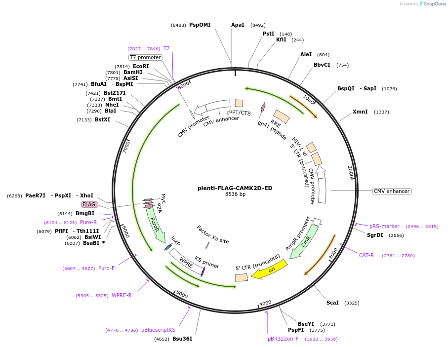221700-plasmid-map-sequence-id-442609