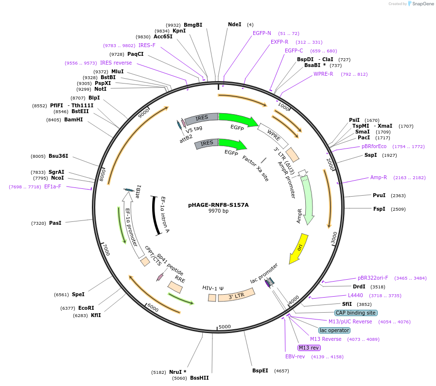 221704-plasmid-map-sequence-id-442610
