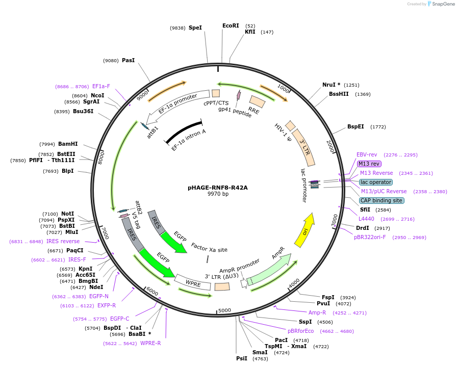 221702-plasmid-map-sequence-id-442612