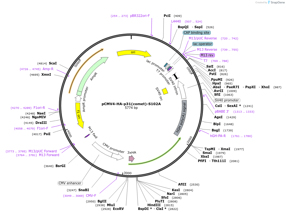 221698-plasmid-map-sequence-id-442615