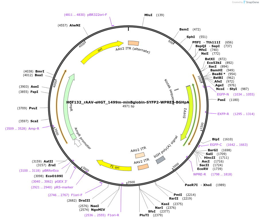 223932-plasmid-map-sequence-id-442619