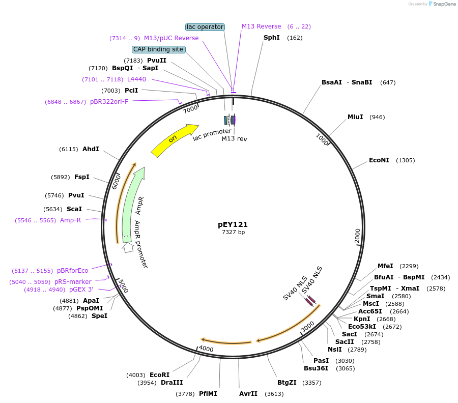 223468-plasmid-map-sequence-id-442620