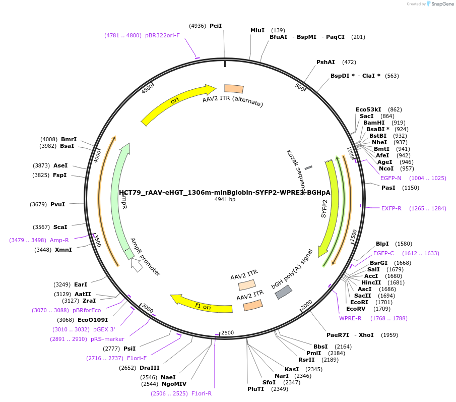 223924-plasmid-map-sequence-id-442621