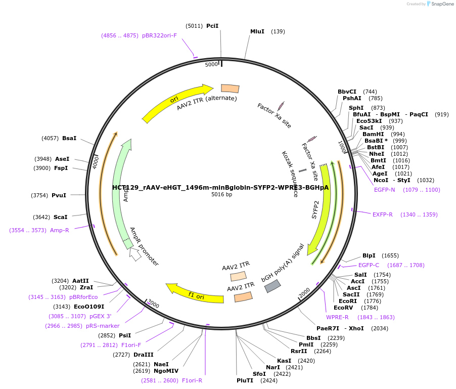 223929-plasmid-map-sequence-id-442623