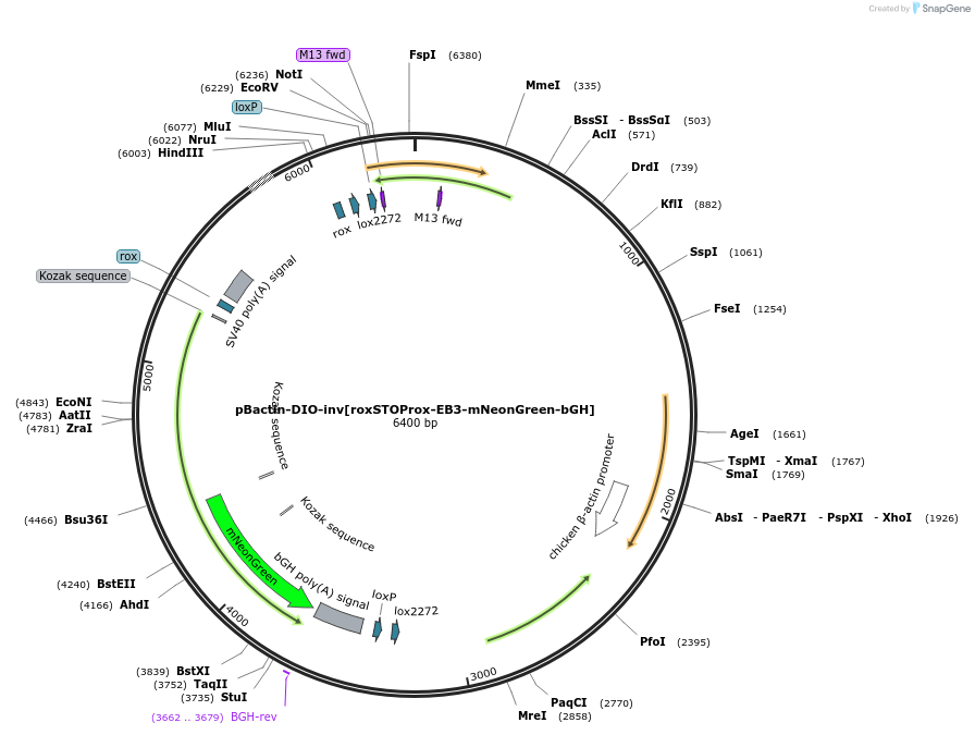 196887-plasmid-map-sequence-id-442624
