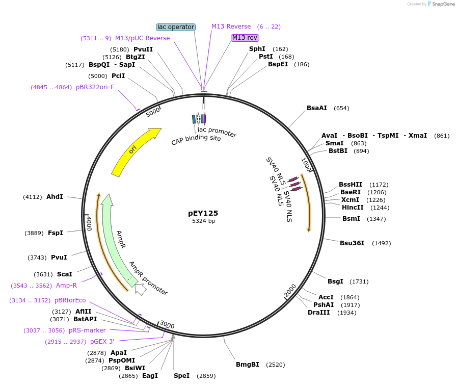 223472-plasmid-map-sequence-id-442627