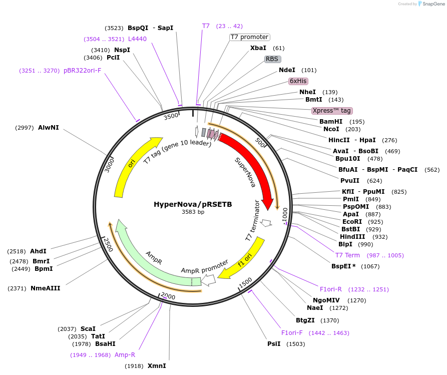 221456-plasmid-map-sequence-id-442631