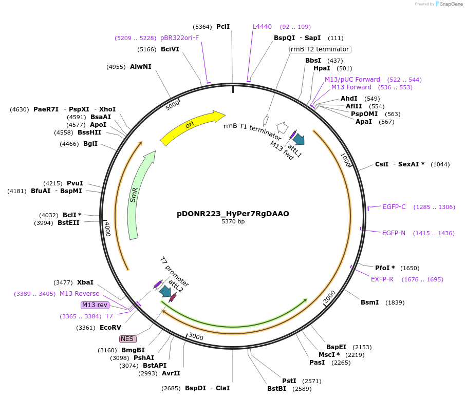 217746-plasmid-map-sequence-id-442633