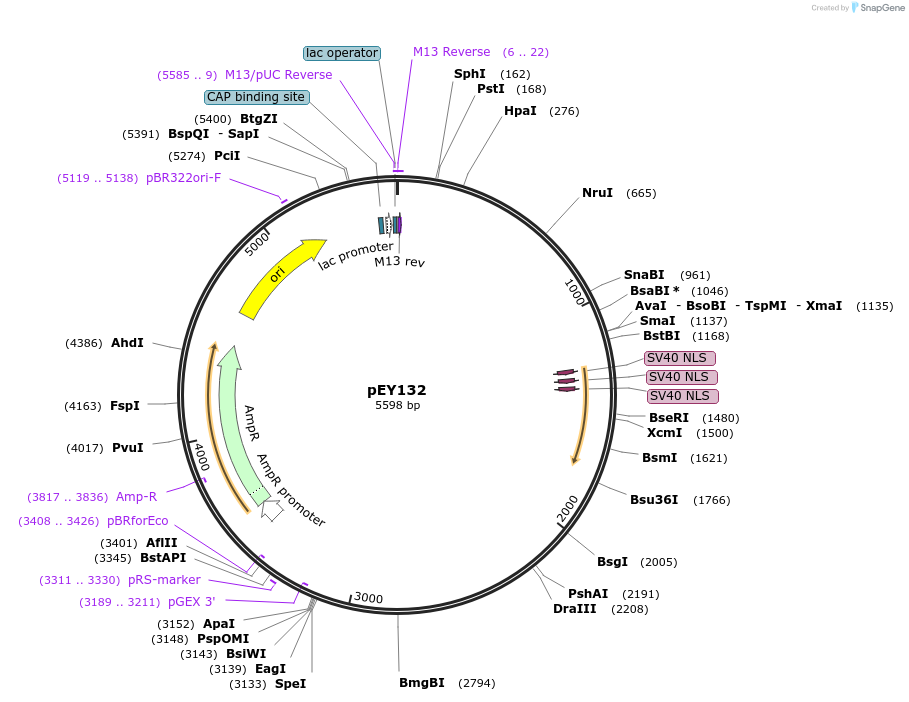 223479-plasmid-map-sequence-id-442641
