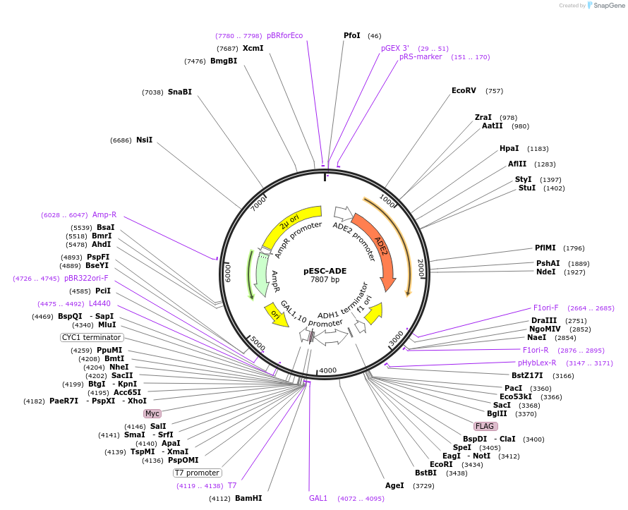 222480-plasmid-map-sequence-id-442657