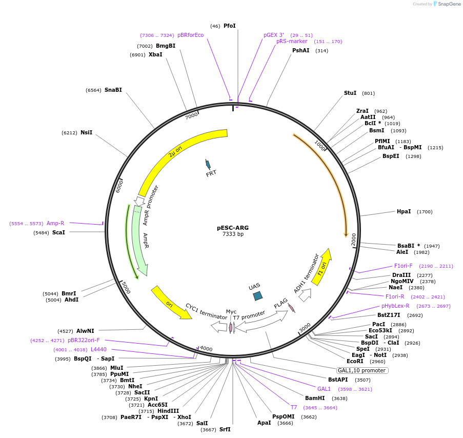 222481-plasmid-map-sequence-id-442658