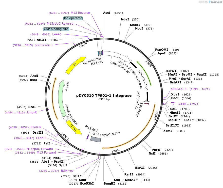 179110-plasmid-map-sequence-id-442662