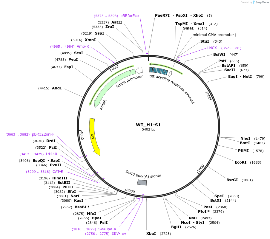 218400-plasmid-map-sequence-id-442676
