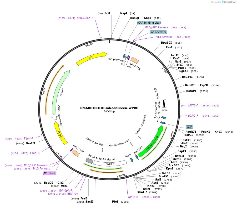 223669-plasmid-map-sequence-id-442754