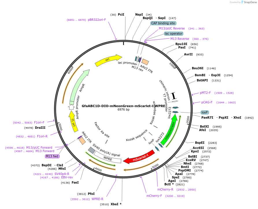 223668-plasmid-map-sequence-id-442756