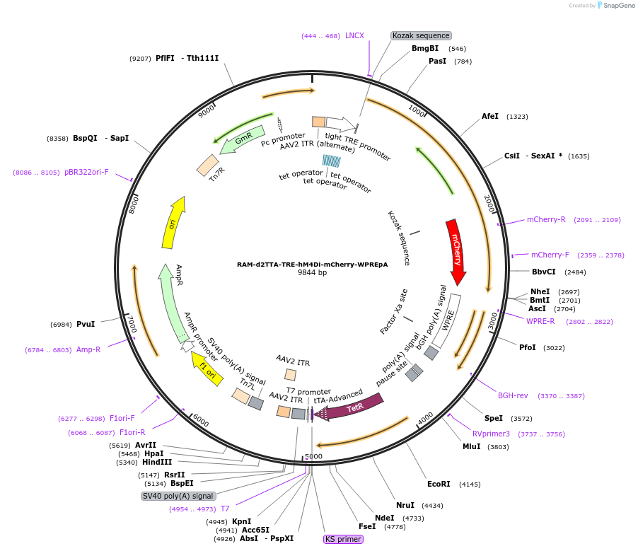 223670-plasmid-map-sequence-id-442757