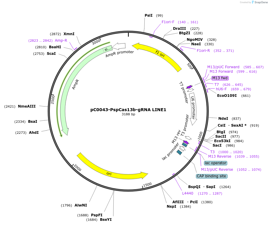 223699-plasmid-map-sequence-id-442768