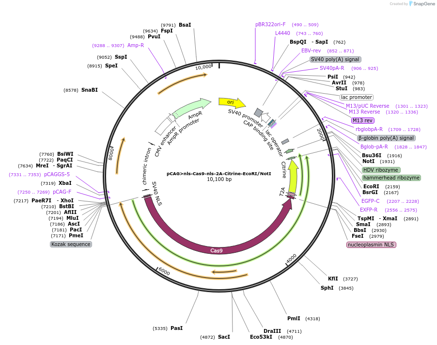 169097-plasmid-map-sequence-id-442801