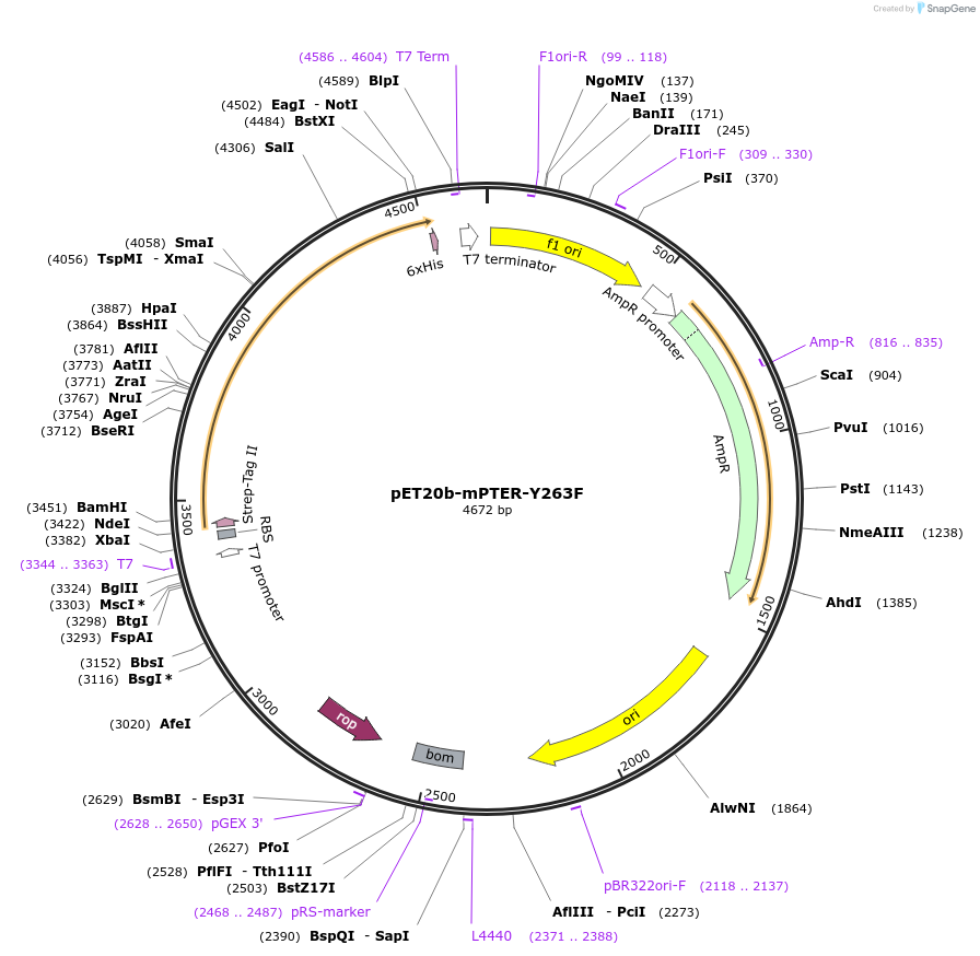 222204-plasmid-map-sequence-id-442809
