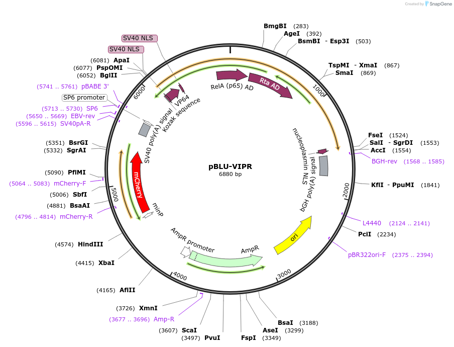 220498-plasmid-map-sequence-id-442816
