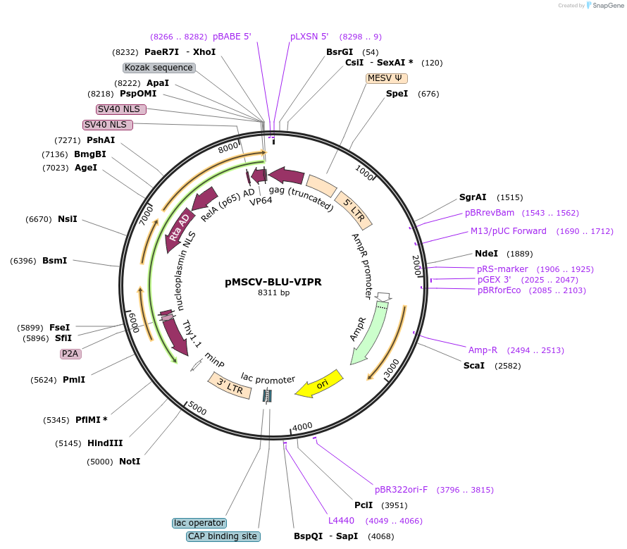 220497-plasmid-map-sequence-id-442817