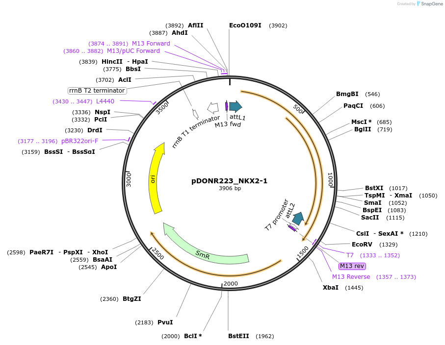 221472-plasmid-map-sequence-id-442829