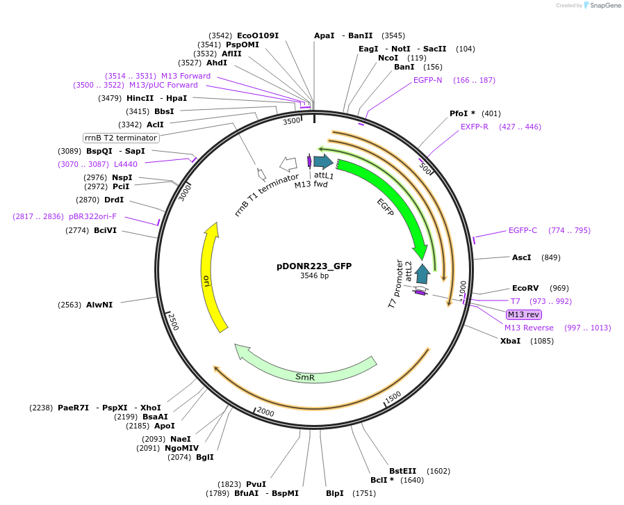 221469-plasmid-map-sequence-id-442830