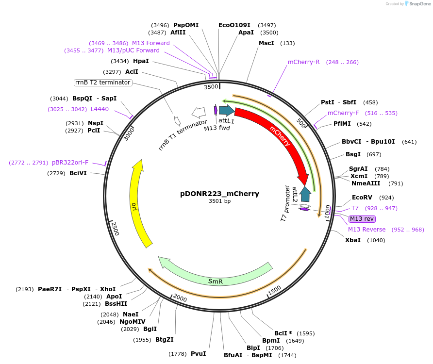 221470-plasmid-map-sequence-id-442831